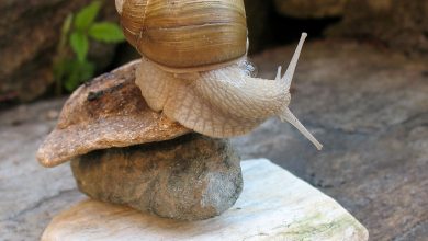 pet snail