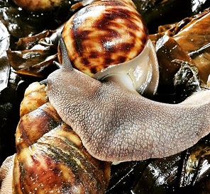 How to grow snail faster and healthy snail farming