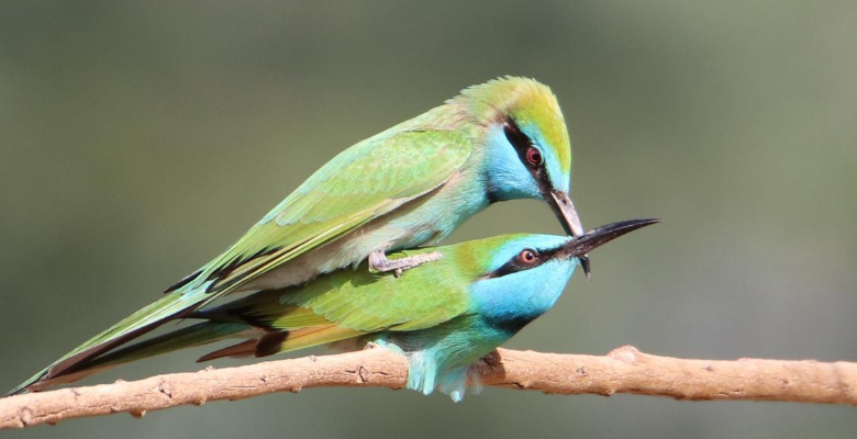 How do birds mate? How do birds mate?