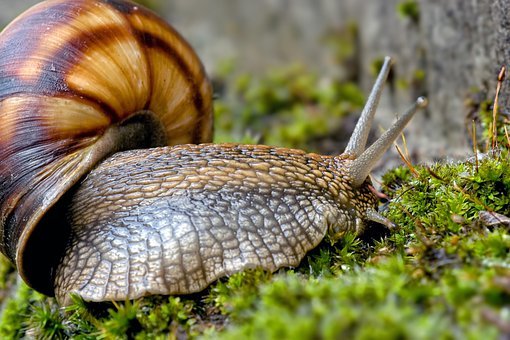 Snail Farming Business