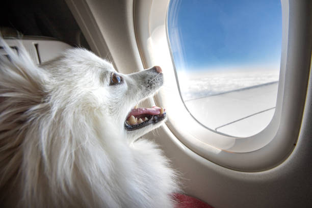 How to Travel with a Dog