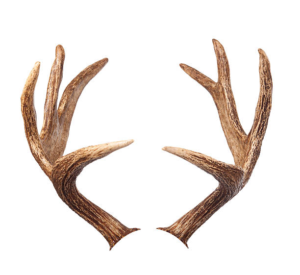 How To Clean Deer Antlers For Admirable Results Terecle