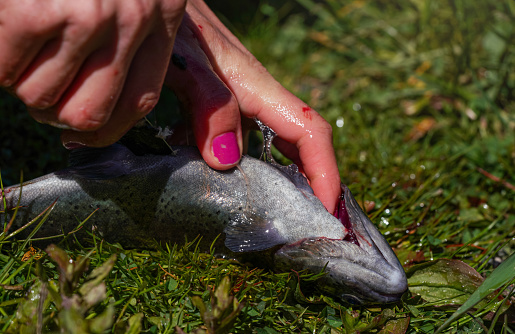 How To Clean A Trout