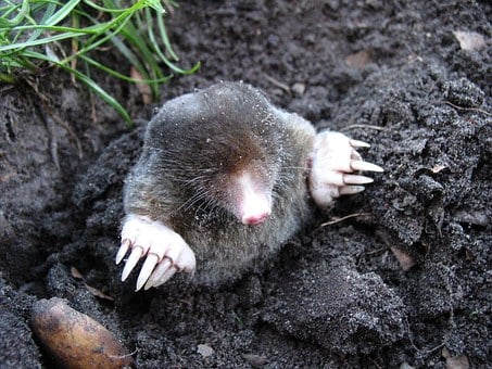 Signs Of Moles In Yard