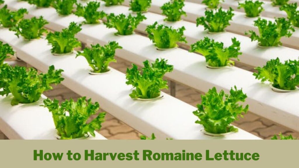 How to Harvest Romaine Lettuce