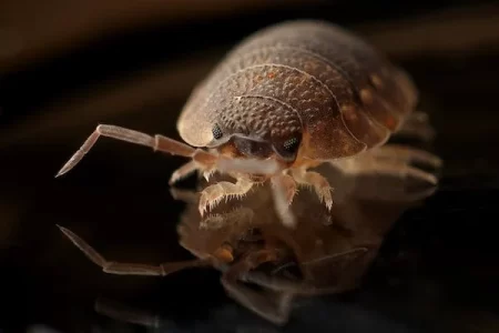How To Make Bed Bugs come out of Hiding