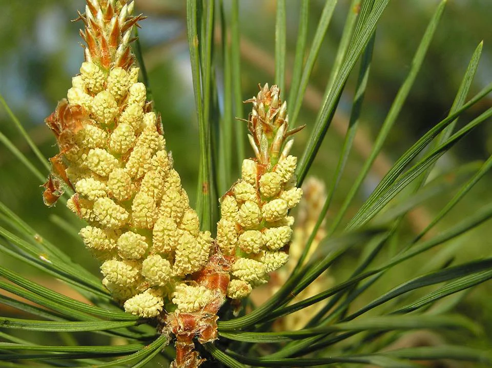 Pine Pollen Benefits