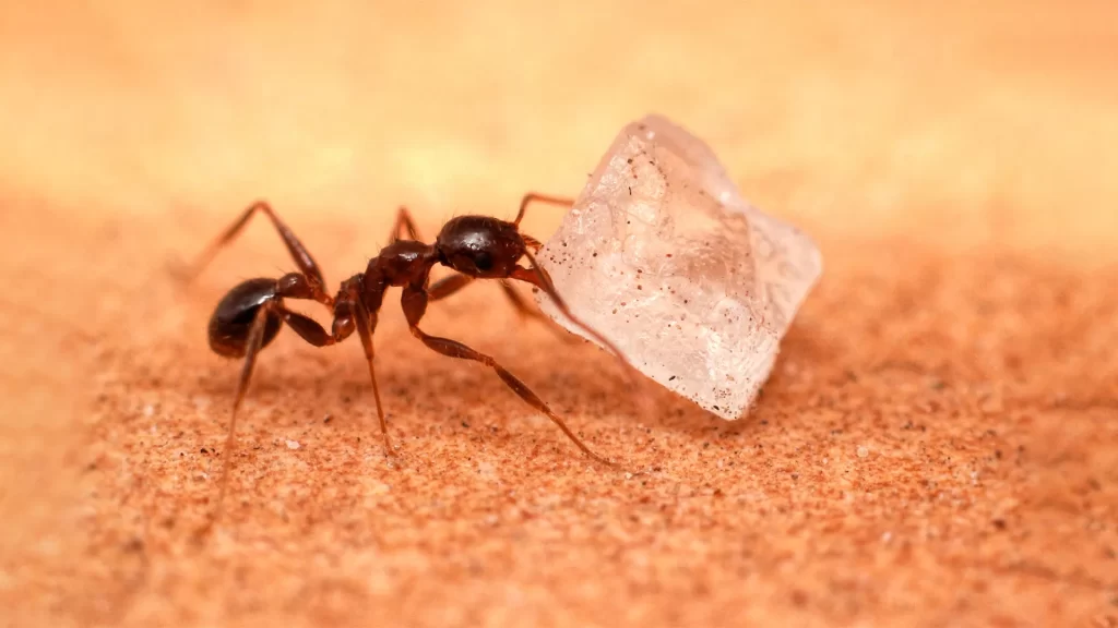 do sugar ants bite