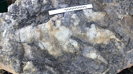 Dinosaur Footprint Found in Yorkshire